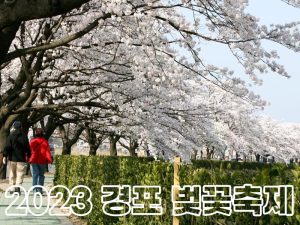 강릉 경포대 벚꽃축제