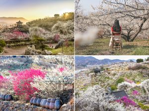광양 매화축제 일정