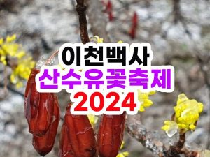 2024년 이천 백사 산수유꽃축제