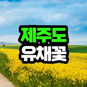 제주 유채꽃 명소