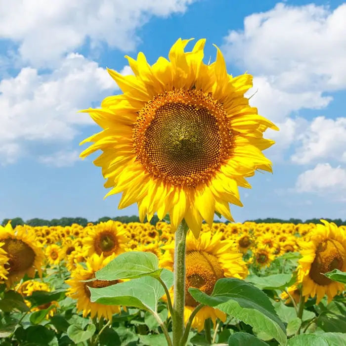 태안 맛집 추천
